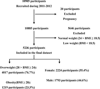 Predicting risk of obesity in overweight adults using interpretable machine learning algorithms